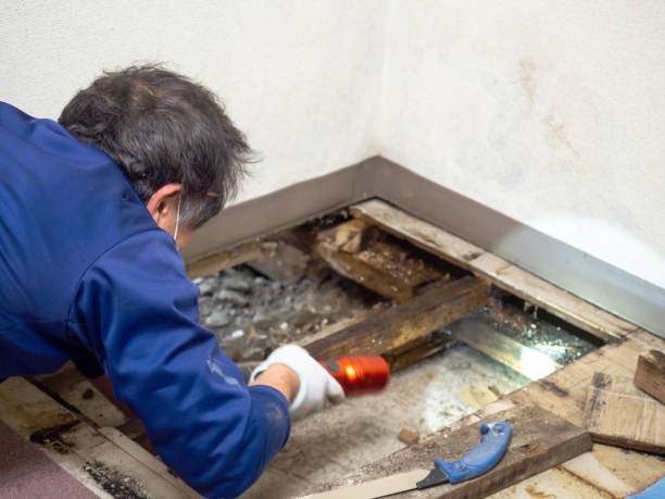 Best Mold Remediation  in Goshen, KY