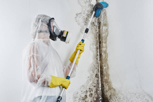 Best Mold Damage Repair  in Goshen, KY