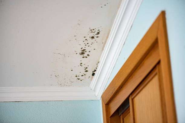Best Toxic Mold Removal  in Goshen, KY
