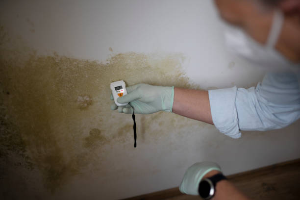 Best Mold Remediation  in Goshen, KY