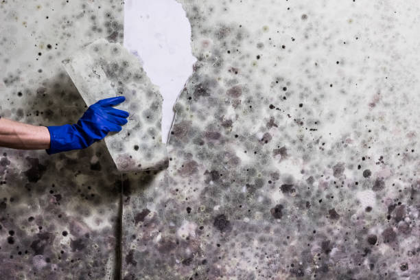 Best Attic Mold Removal  in Goshen, KY